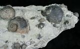 Gastropod, Echinoderm & Brachiopod Associatation - Indiana #6610-3